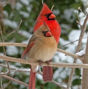 Meet your Posher, Luanne